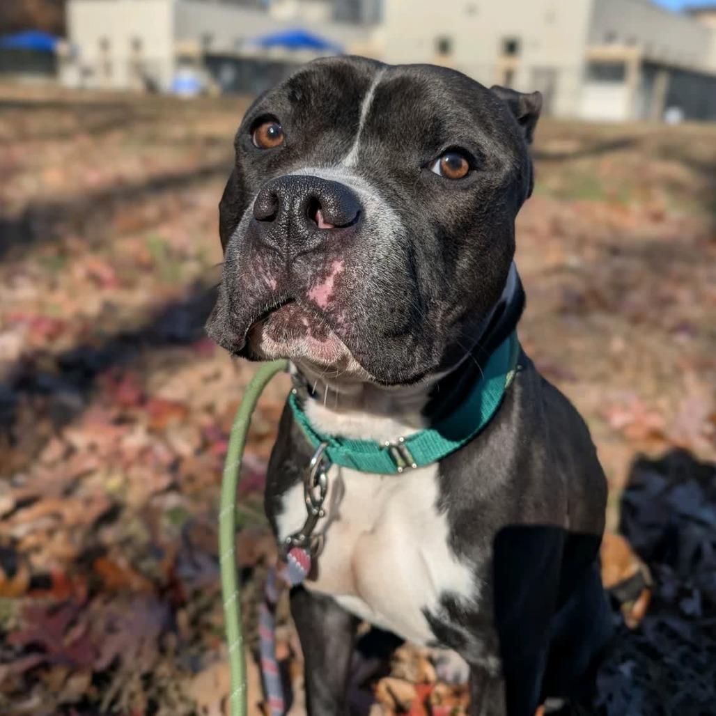 Enlarge Mashlin, a Adoptable mixed breed in Greensboro, NC image 5/6