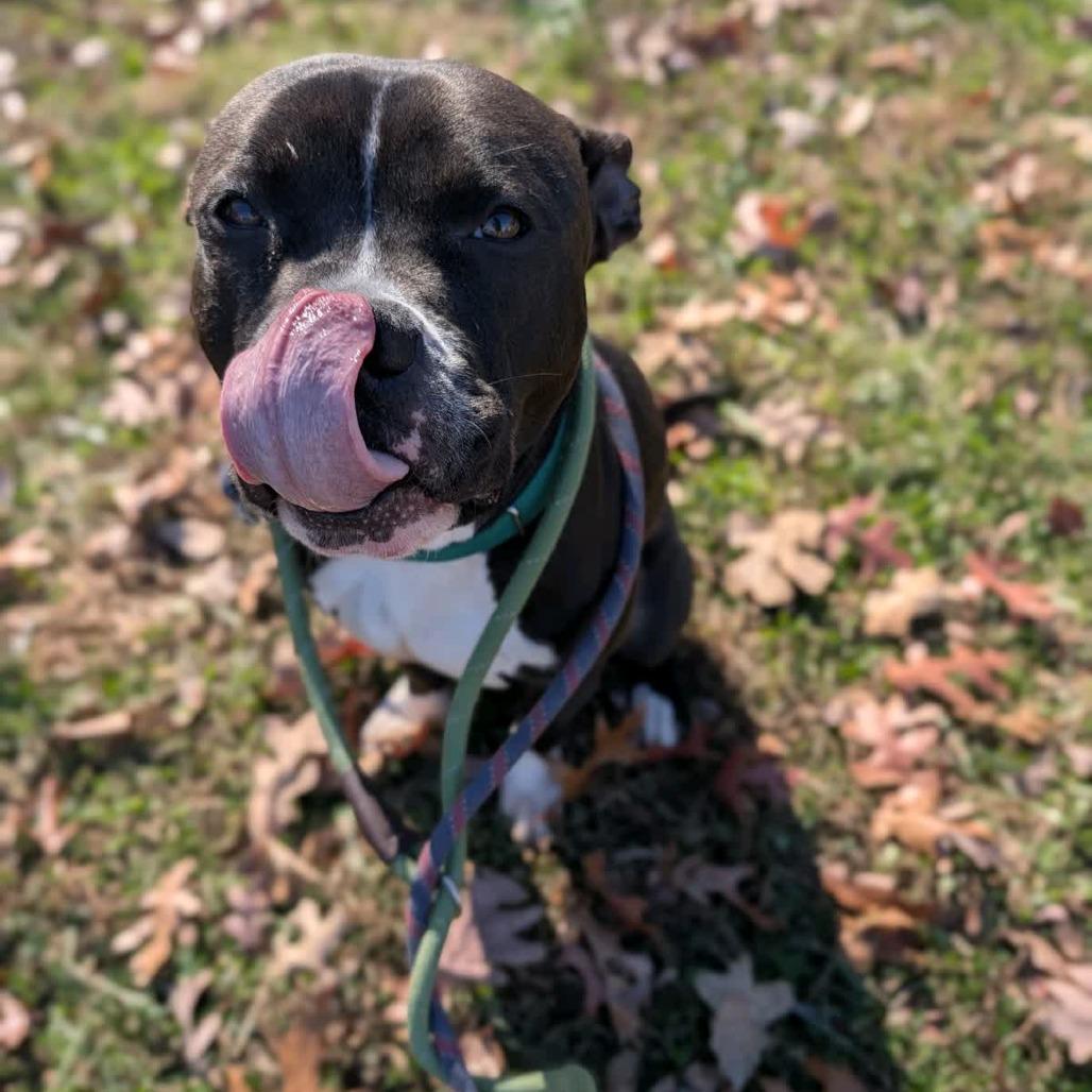 Enlarge Mashlin, a Adoptable mixed breed in Greensboro, NC image 6/6