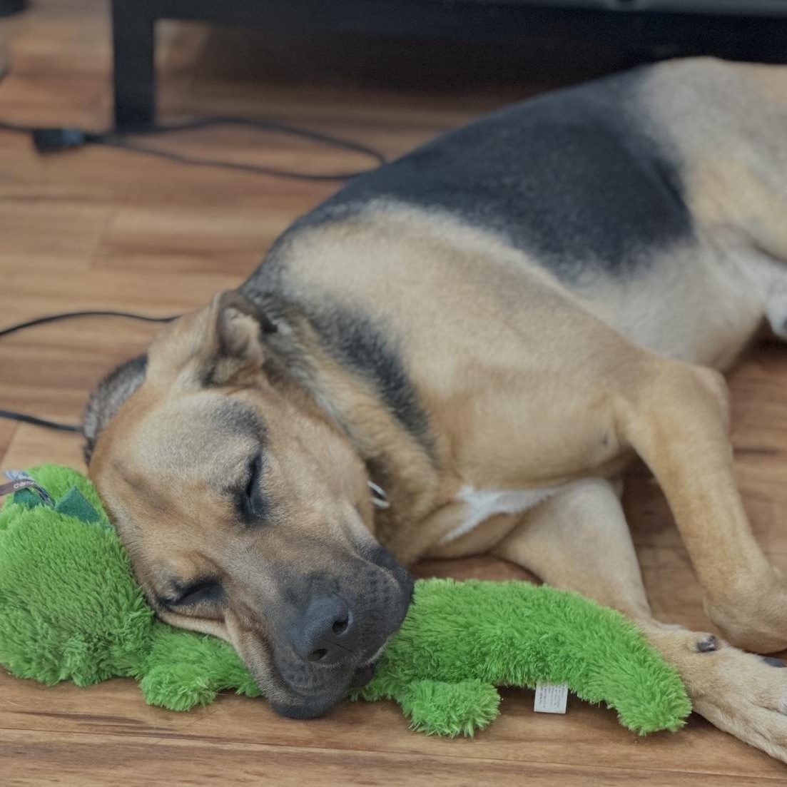 Max - Urgent, Adoptable, Adult Male German Shepherd Dog.