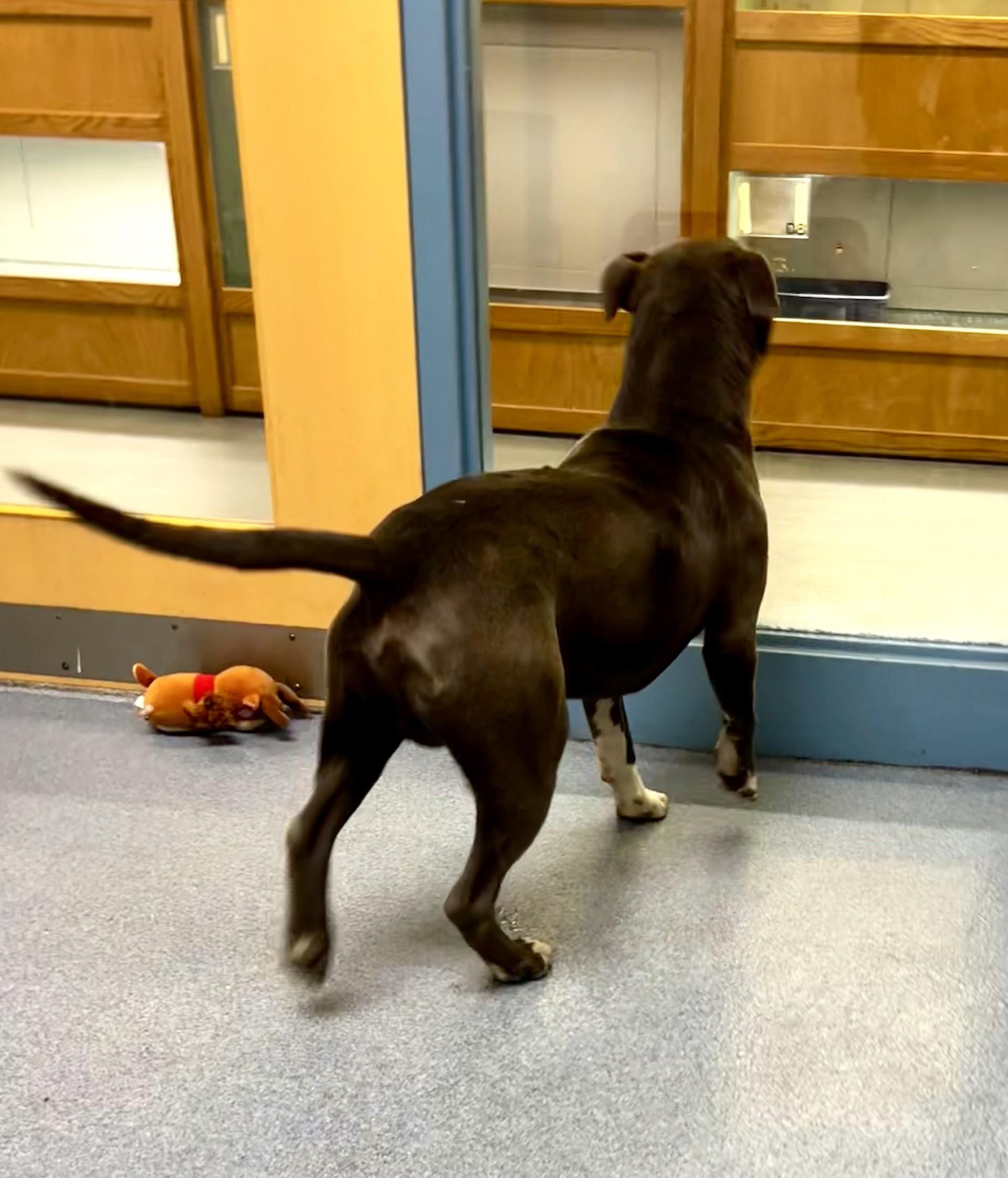 Enlarge Chino, a ADOPTABLE Pit Bull Terrier in Suffolk, VA image 2/3
