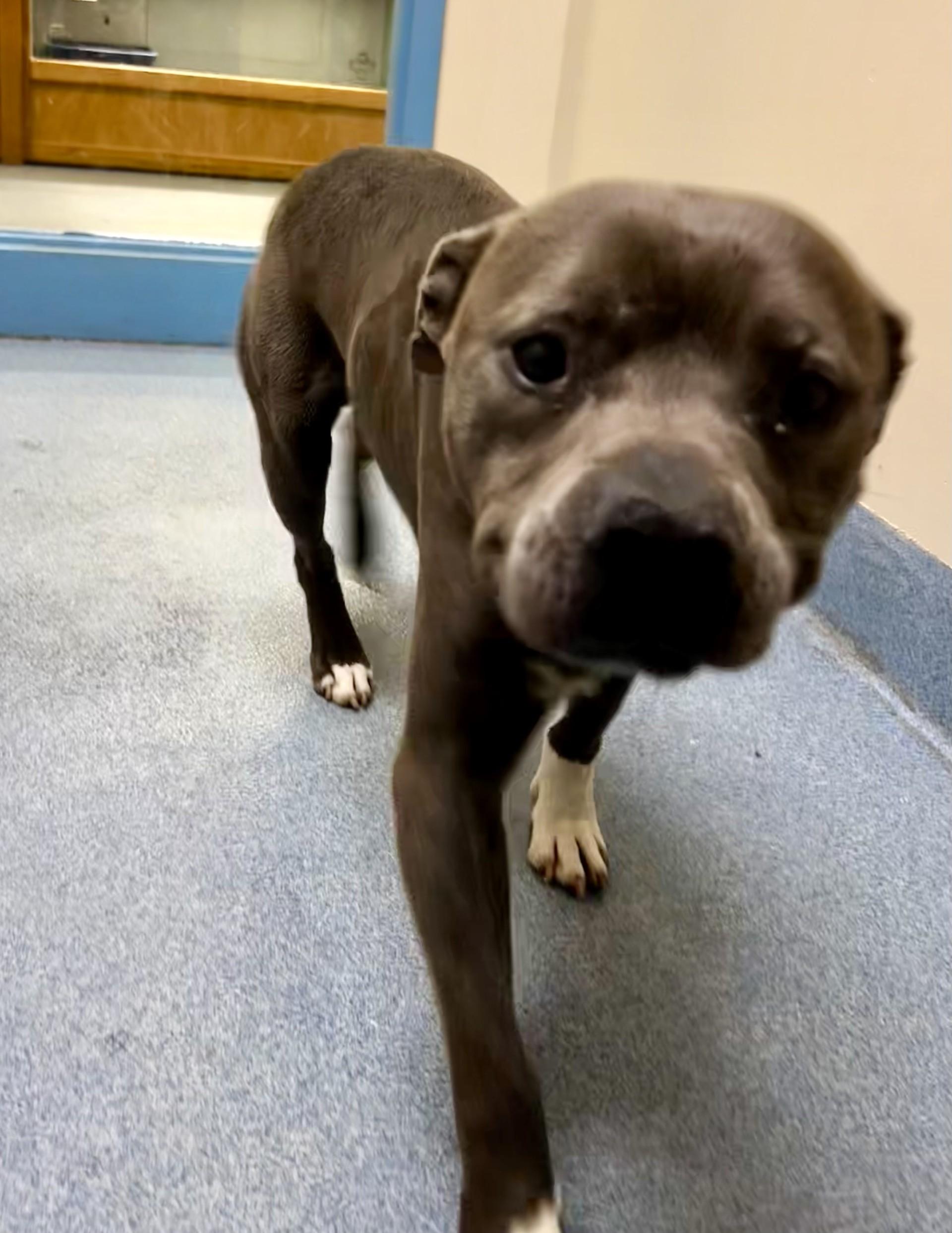 Enlarge Chino, a ADOPTABLE Pit Bull Terrier in Suffolk, VA image 3/3