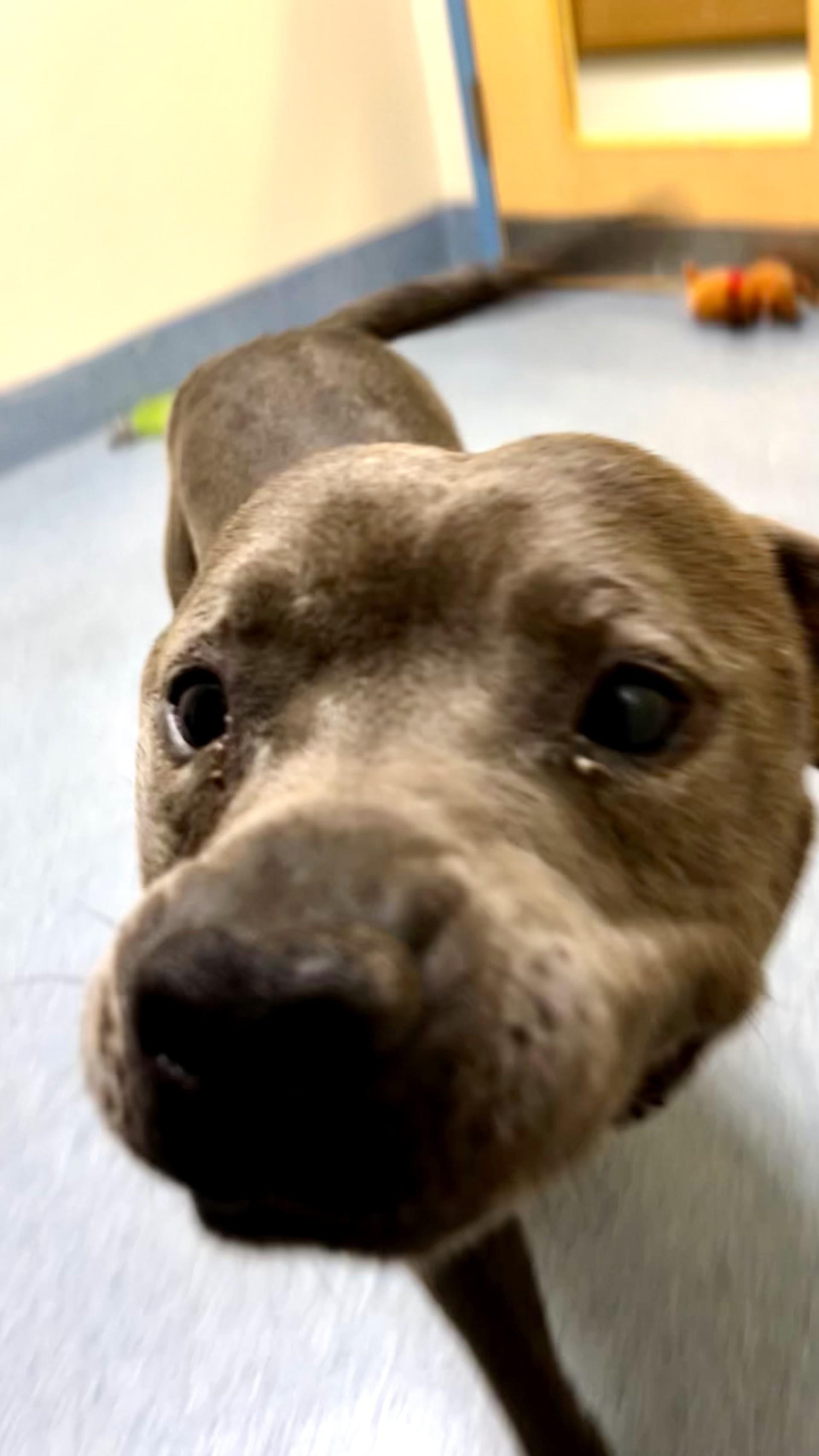 Chino, ADOPTABLE, Adult Male Pit Bull Terrier.
