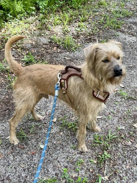 Scooby, an adopted mixed breed in New Smyrna Beach, FL image 3/3