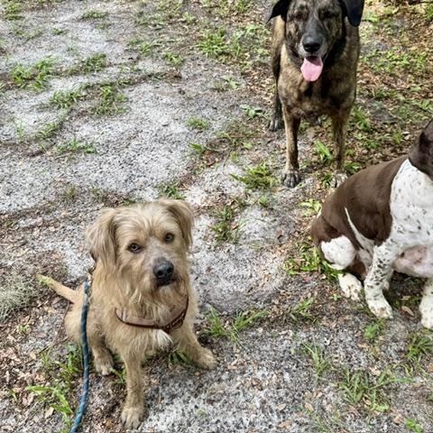 Scooby, an adopted mixed breed in New Smyrna Beach, FL image 2/3