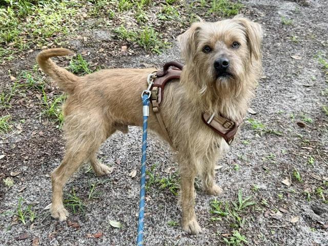 Scooby, adopted, Adult Male Mixed Breed.
