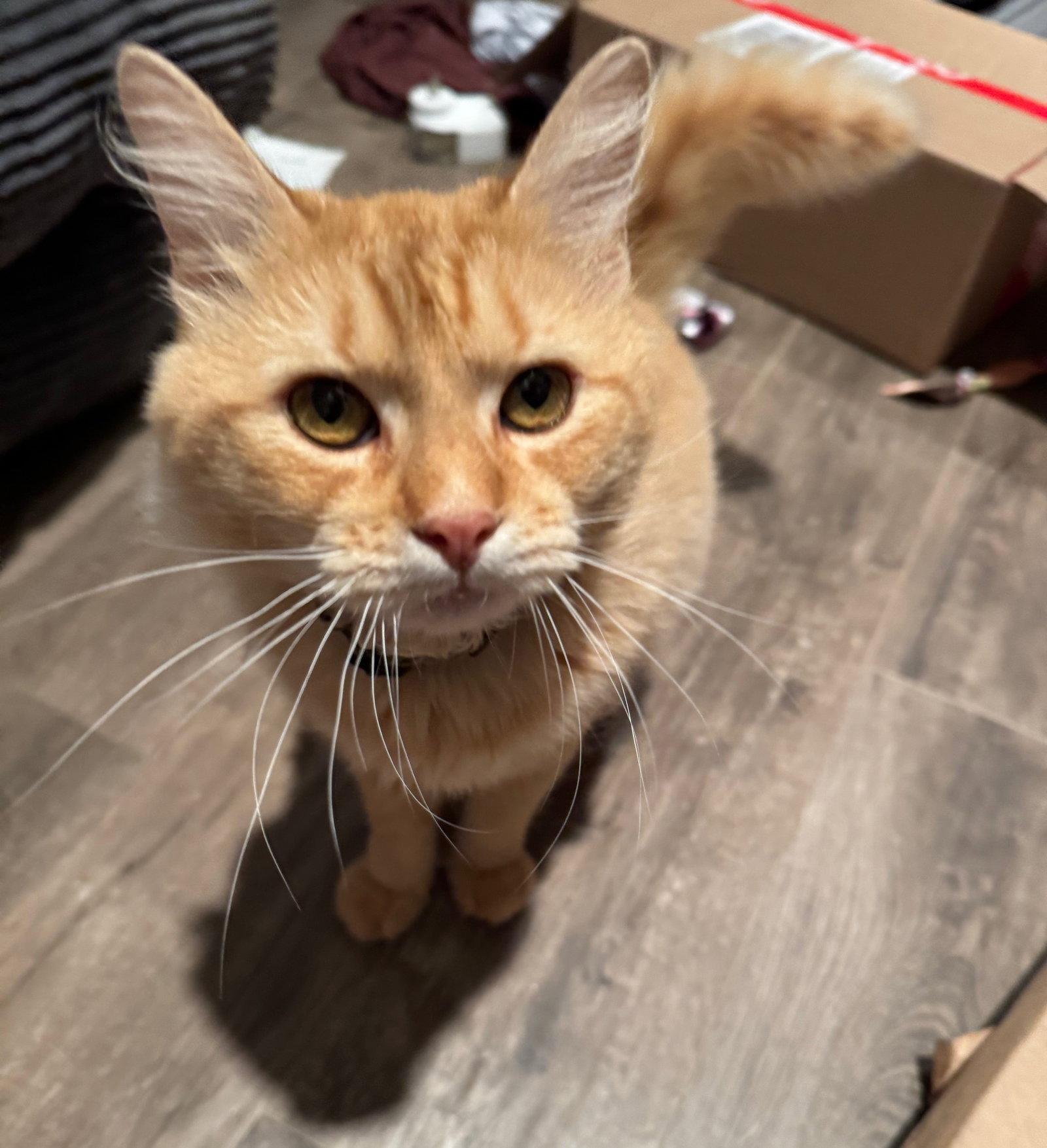 Flynn, Adopted, Young Male Tabby.