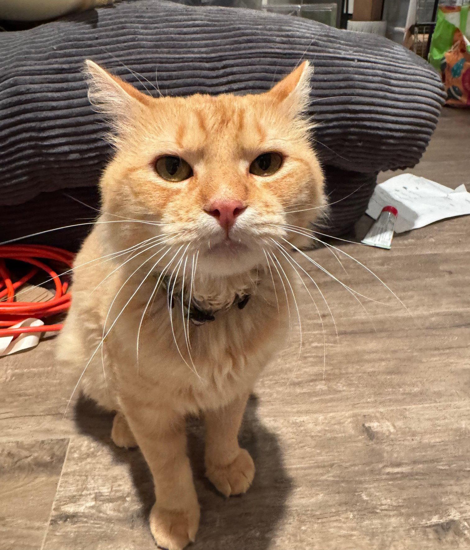 Flynn, a Adopted Tabby in Houston, TX image 2/3