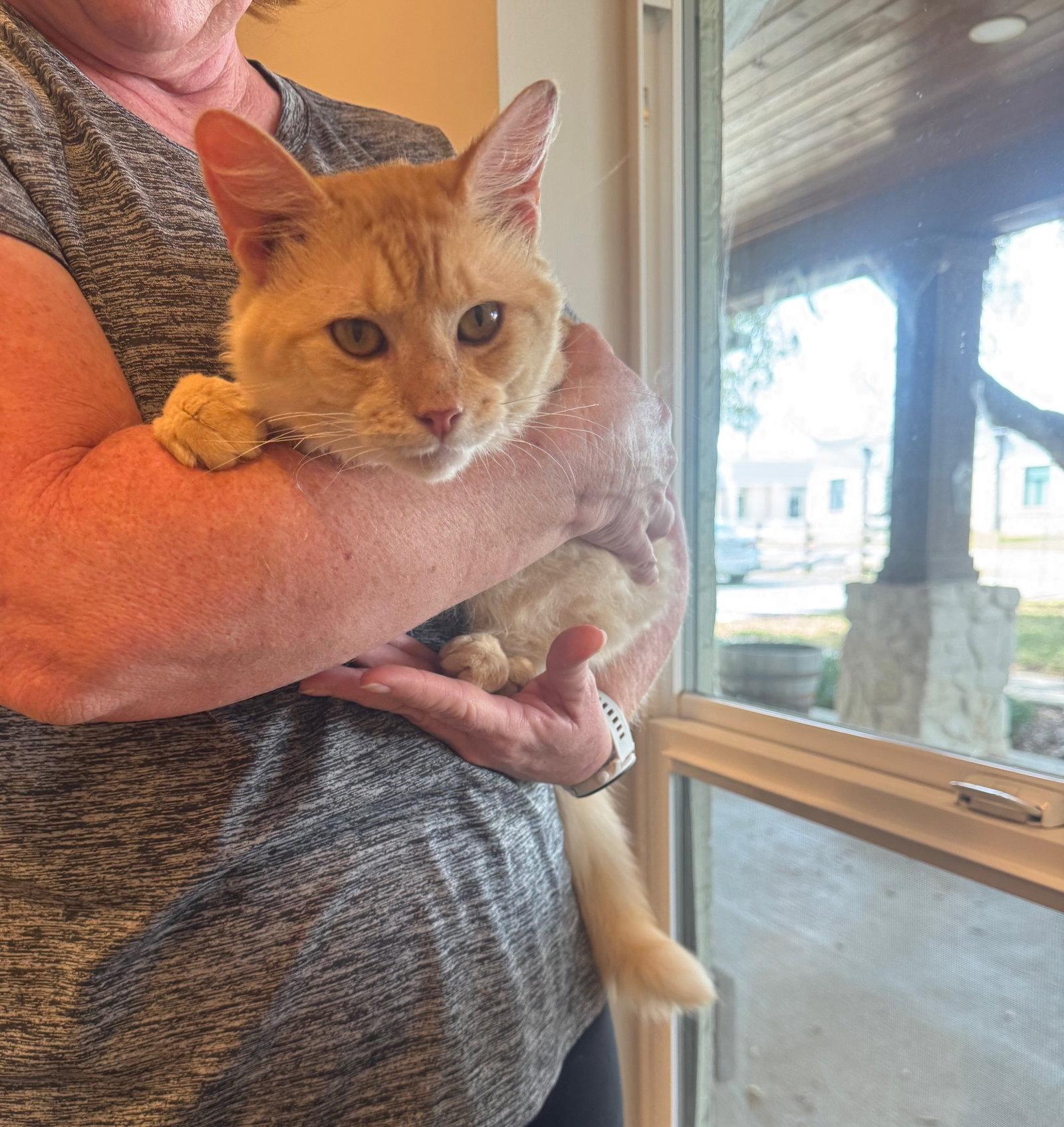 Flynn, a Adopted Tabby in Houston, TX image 3/3