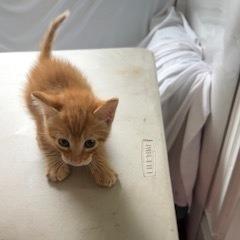 Charlie, a Adoptable Domestic Short Hair in Pahoa, HI image 4/6