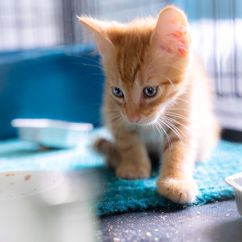Charlie, a Adoptable Domestic Short Hair in Pahoa, HI image 5/6