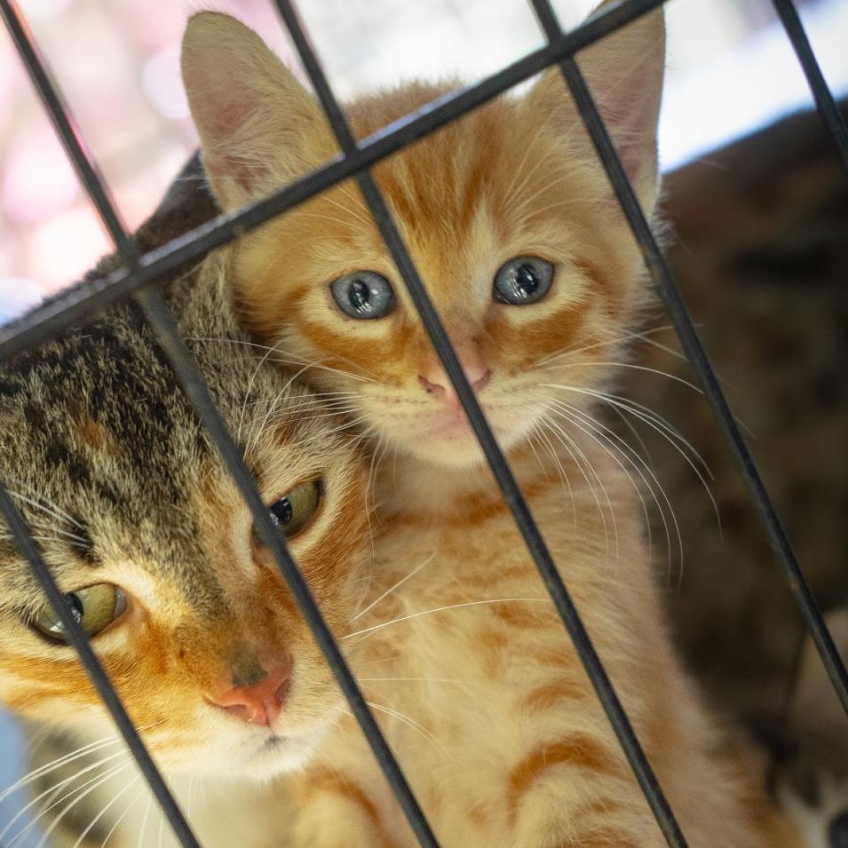 Charlie, a Adoptable Domestic Short Hair in Pahoa, HI image 6/6