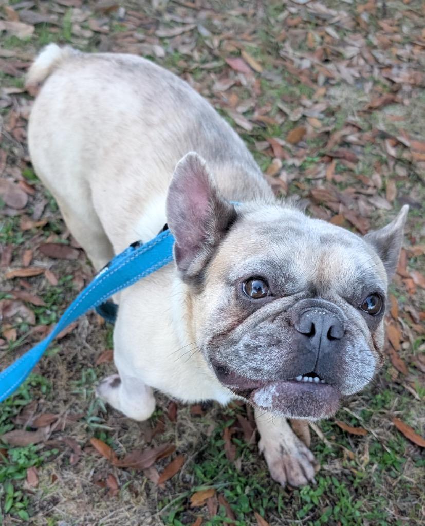 Jack-3yo and Active!, Adoptable, Adult Male French Bulldog.