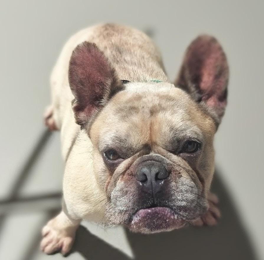Enlarge Jack-3yo and Active!, a Adoptable French Bulldog in Fort Myers, FL image 2/4
