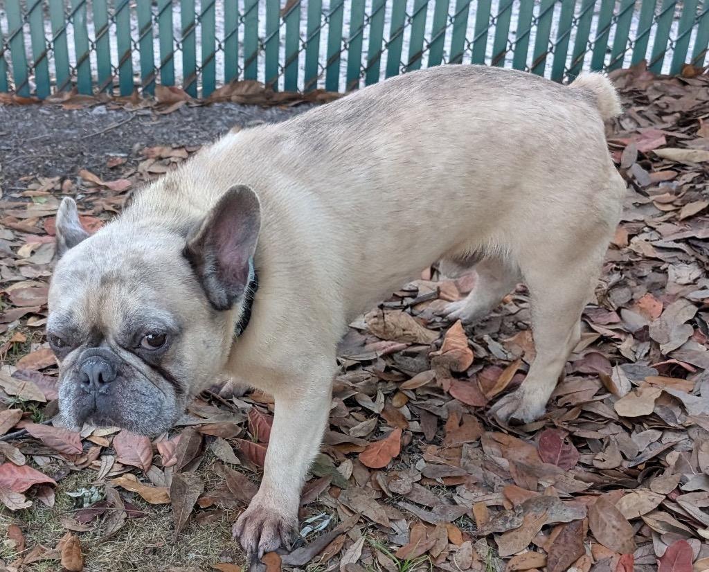 Enlarge Jack-3yo and Active!, a Adoptable French Bulldog in Fort Myers, FL image 3/4