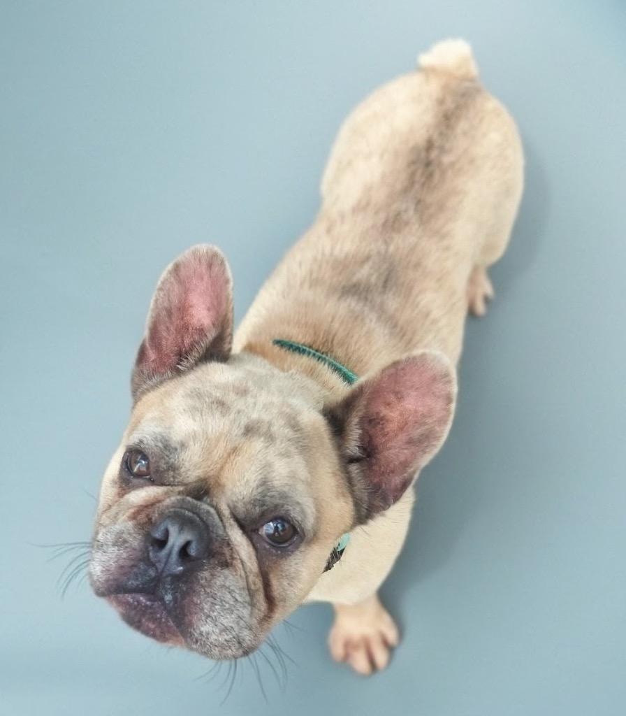 Enlarge Jack-3yo and Active!, a Adoptable French Bulldog in Fort Myers, FL image 4/4