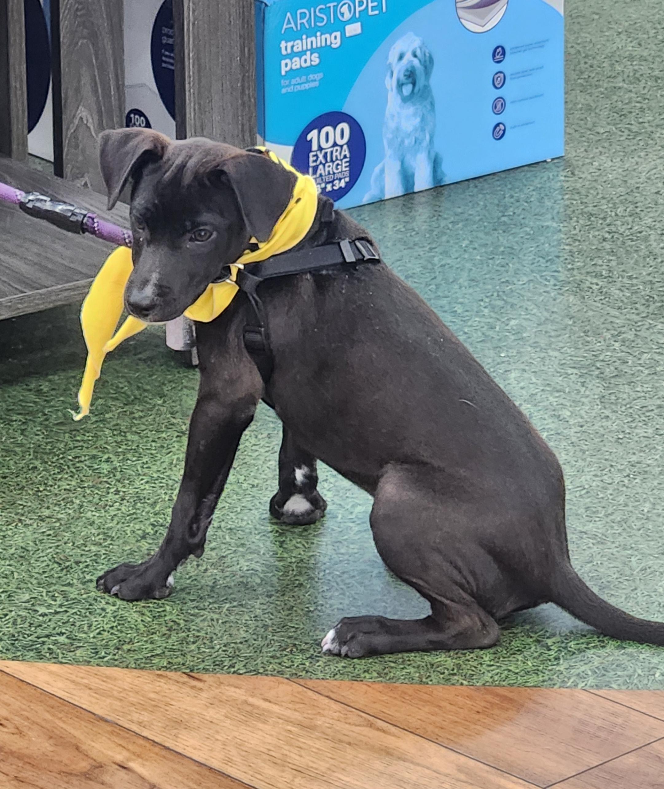 Patrick ( Orlando Fl), a ADOPTABLE mixed breed in Orlando, FL image 3/3