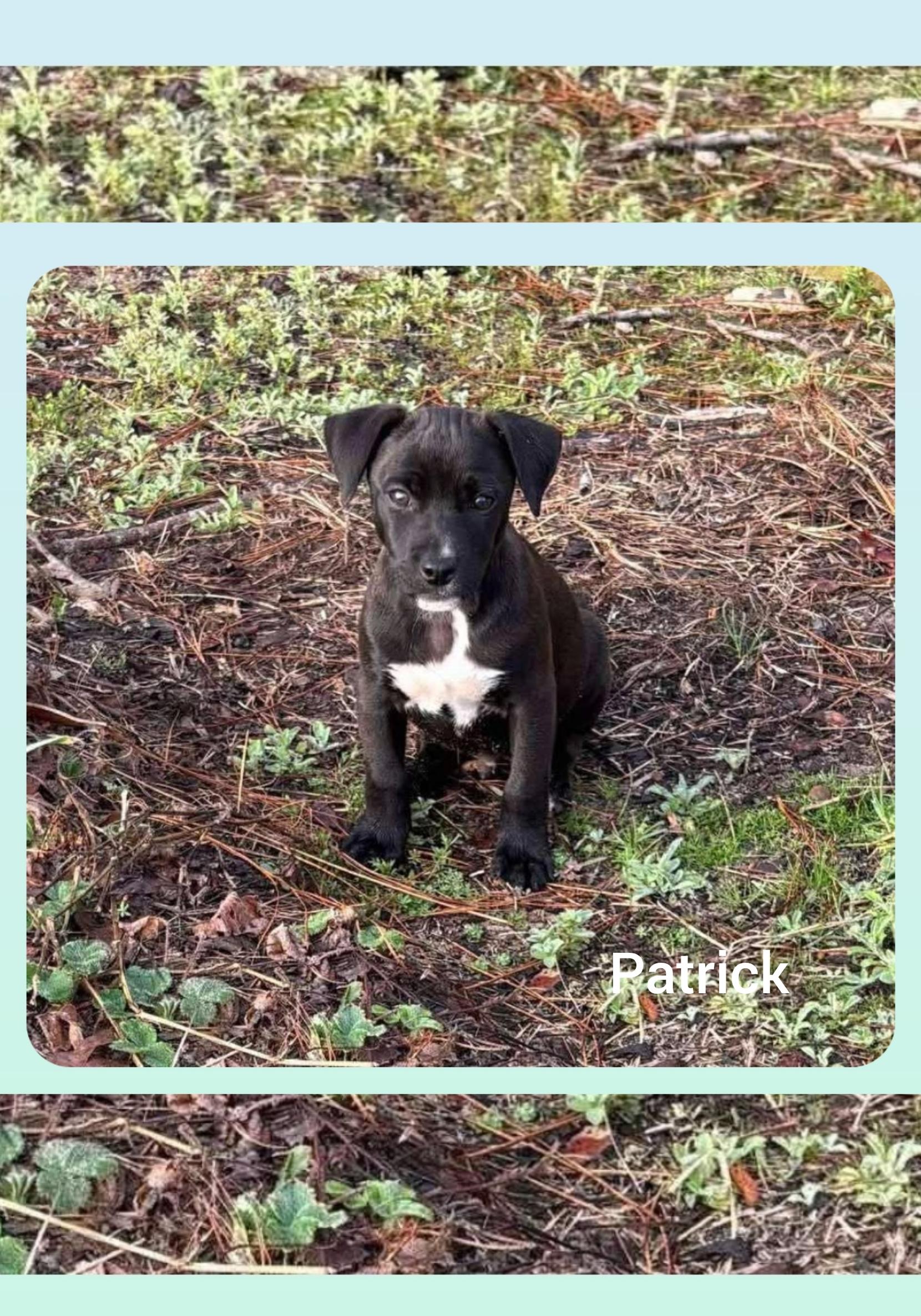 Enlarge Patrick ( Orlando Fl), a ADOPTABLE mixed breed in Orlando, FL image 1/1
