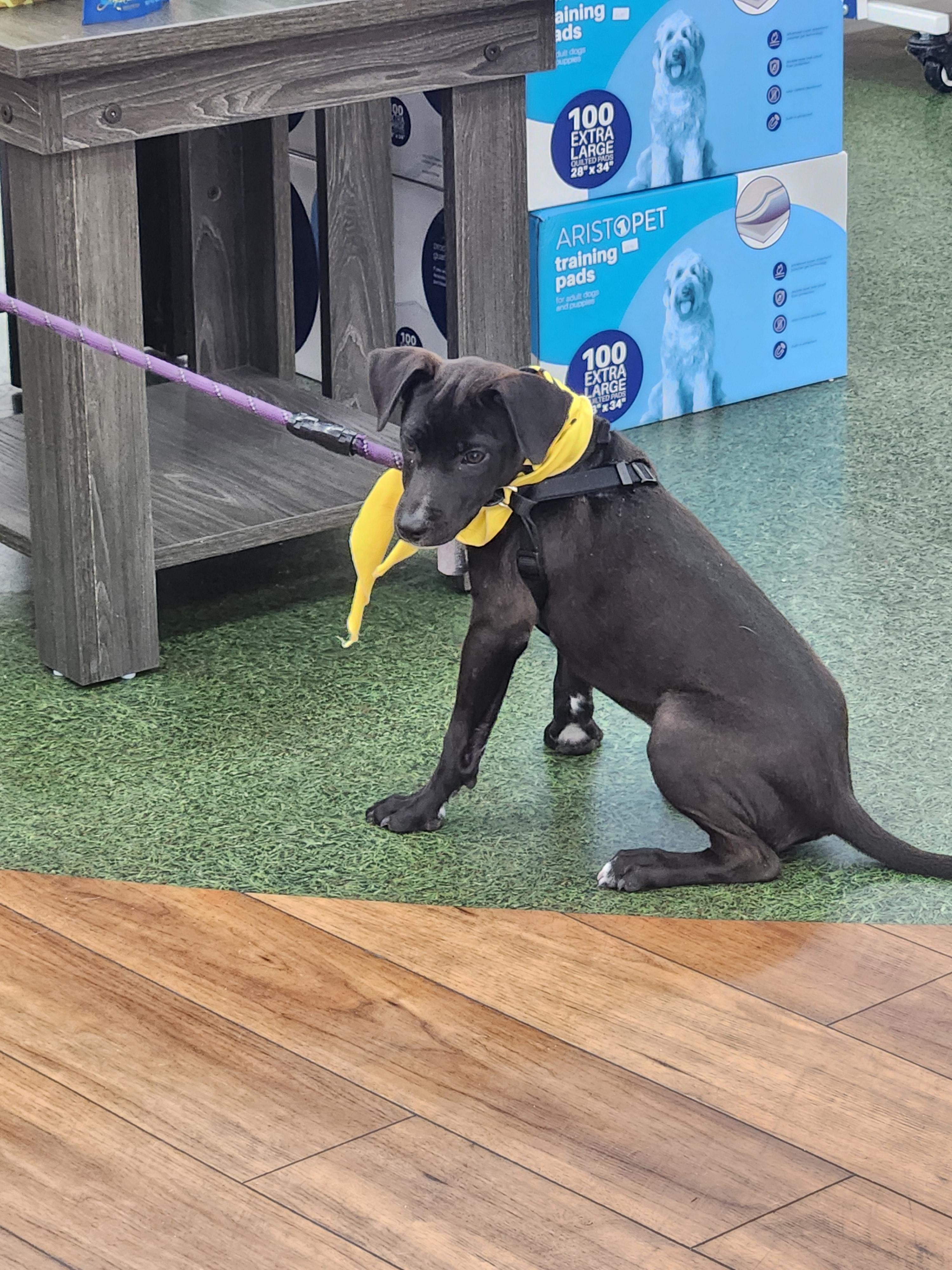 Patrick ( Orlando Fl), a ADOPTABLE mixed breed in Orlando, FL image 2/3