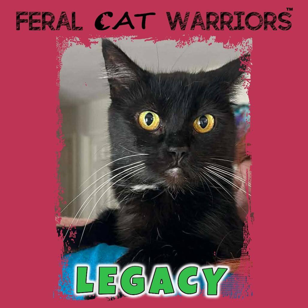 Legacy, Adoptable, Adult Female Domestic Medium Hair.