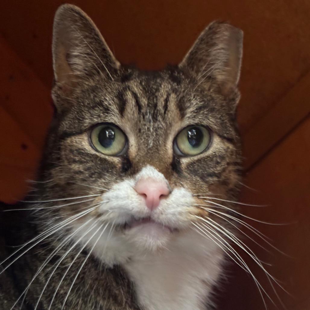 Scrambled Egg, Adoptable, Adult Female Domestic Short Hair.