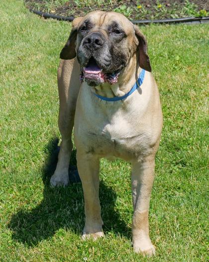 Juice, Adoptable, Adult Male Mixed Breed & Mixed Breed.