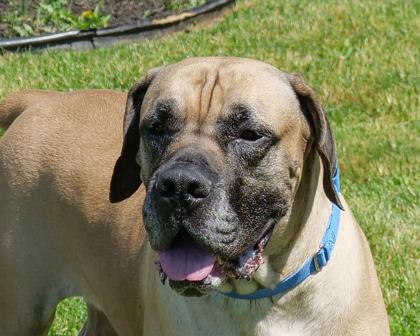 Enlarge Juice, a Adoptable mixed breed in West Seneca, NY image 1/3