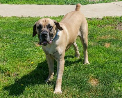 Enlarge Juice, a Adoptable mixed breed in West Seneca, NY image 2/3