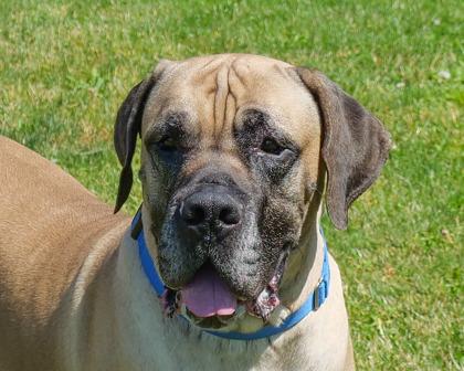Enlarge Juice, a Adoptable mixed breed in West Seneca, NY image 3/3