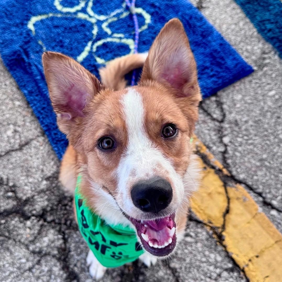 Enlarge Athena, a Adoptable mixed breed in Louisburg, KS image 1/6