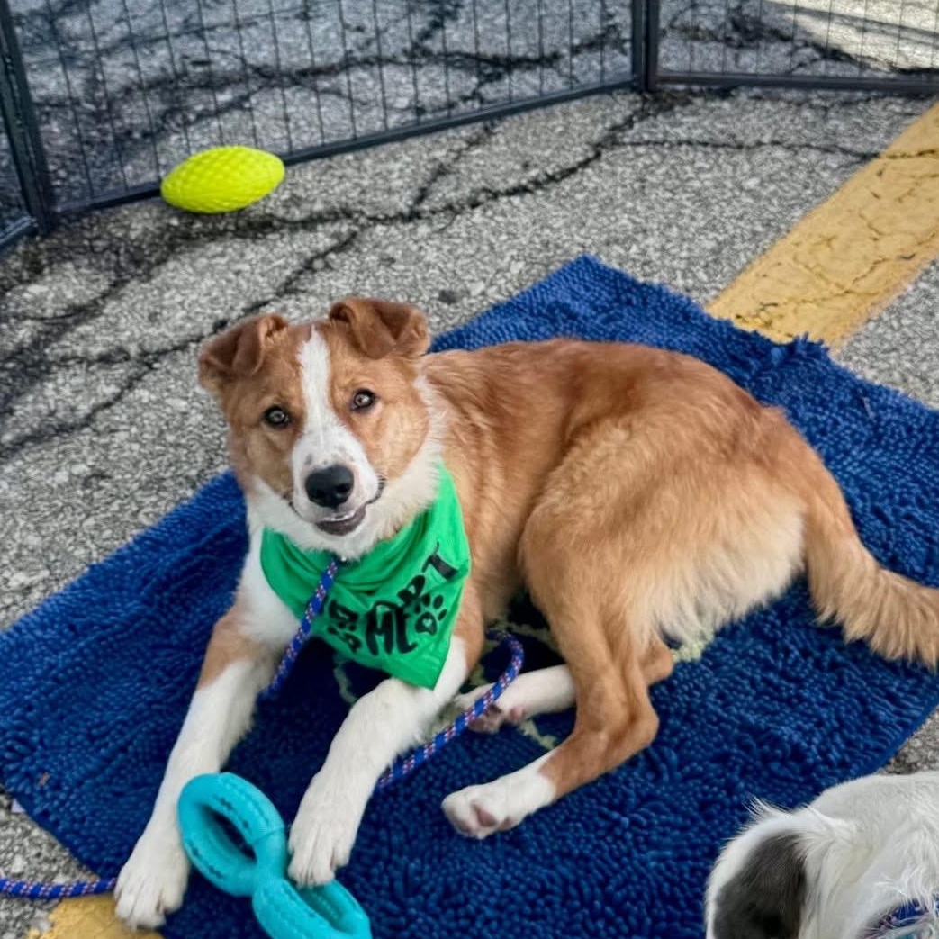 Enlarge Athena, a Adoptable mixed breed in Louisburg, KS image 5/6