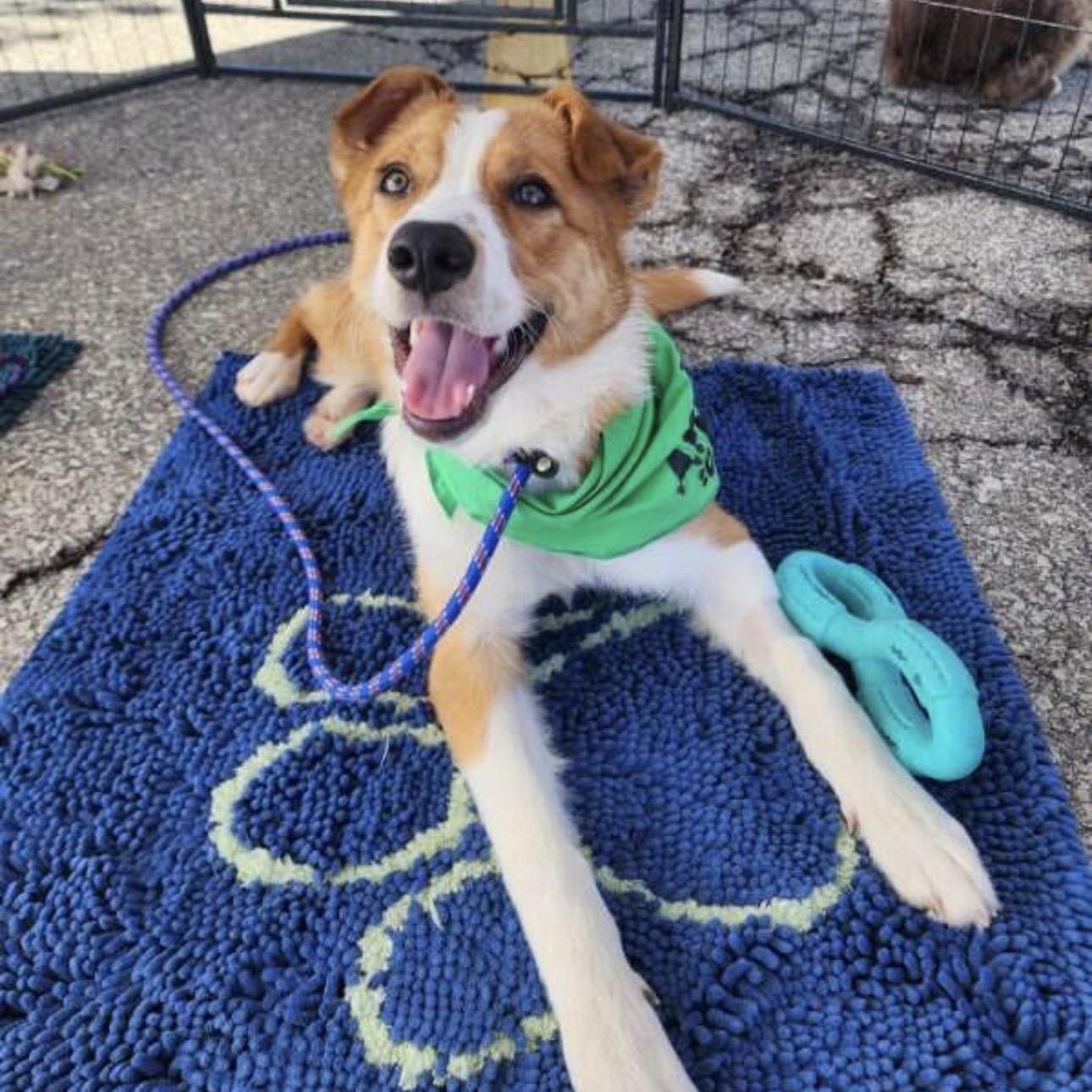 Enlarge Athena, a Adoptable mixed breed in Louisburg, KS image 4/6