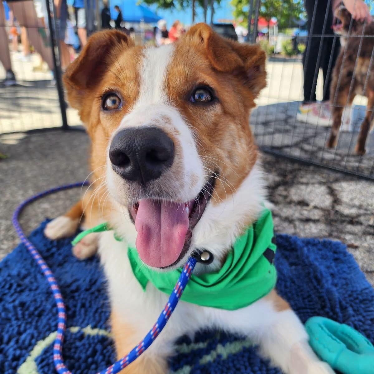 Enlarge Athena, a Adoptable mixed breed in Louisburg, KS image 2/6