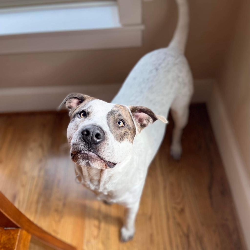 Enlarge Buddy, a Adoptable mixed breed in Houston, TX image 1/2