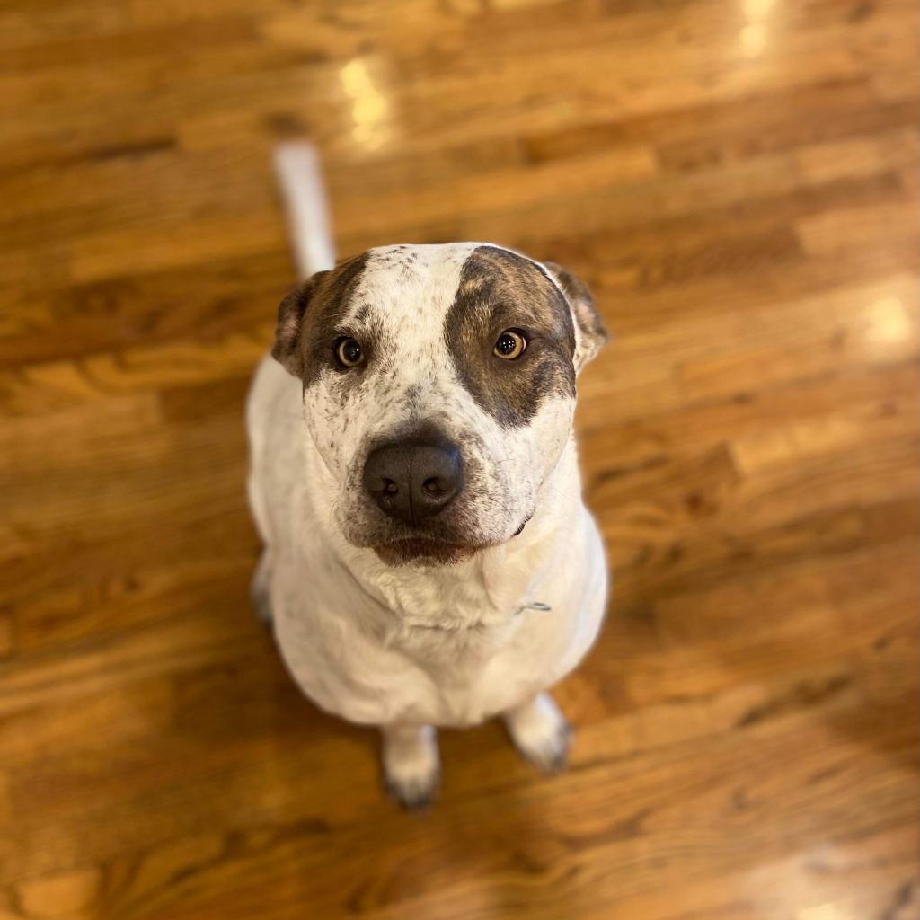 Enlarge Buddy, a Adoptable mixed breed in Houston, TX image 2/2