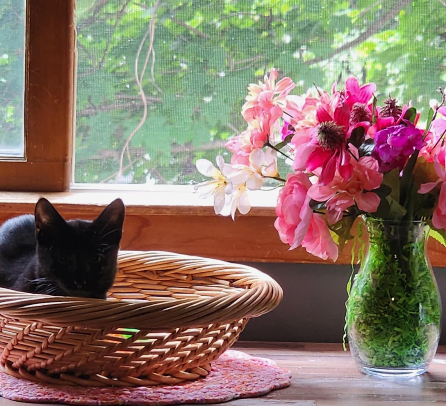 Enlarge Lulu Bell, a Adopted Domestic Short Hair in Johnston, RI image 1/3