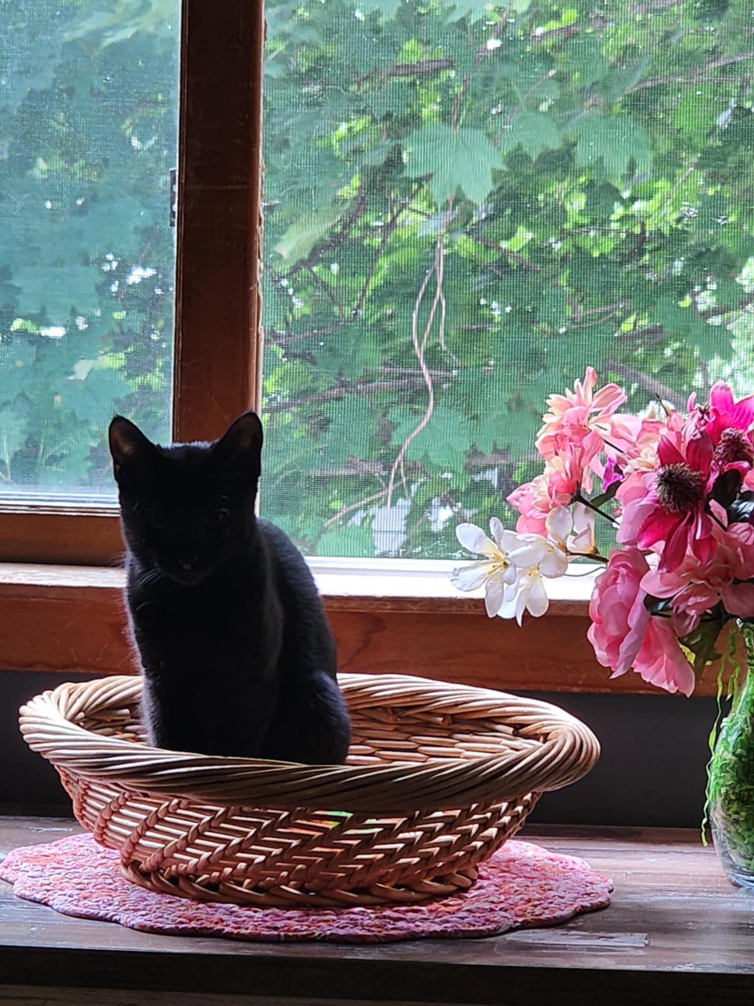 Enlarge Lulu Bell, a Adopted Domestic Short Hair in Johnston, RI image 3/3