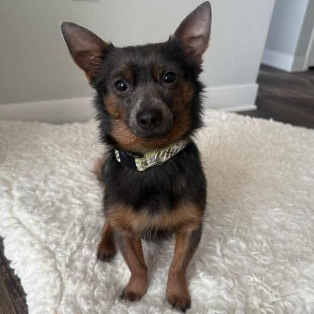 Enlarge Ares, an adopted mixed breed in Kentwood, MI image 4/4