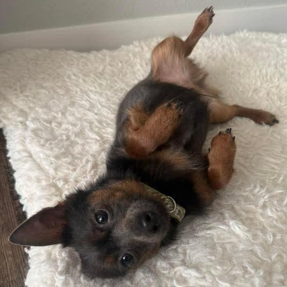 Enlarge Ares, an adopted mixed breed in Kentwood, MI image 2/4