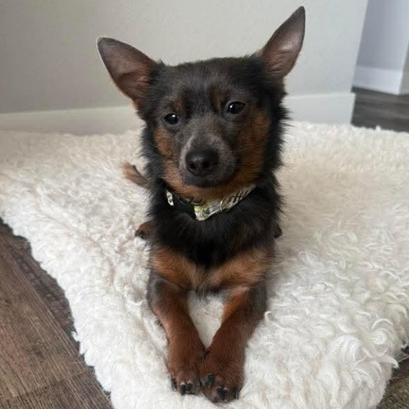 Enlarge Ares, an adopted mixed breed in Kentwood, MI image 3/4