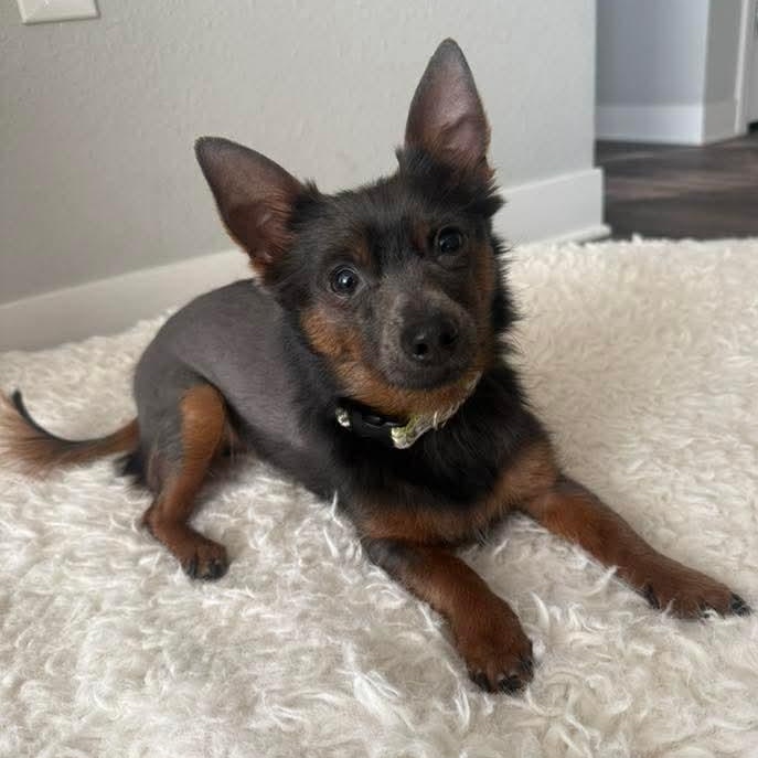 Ares, adopted, Young Male Chihuahua & Yorkshire Terrier.