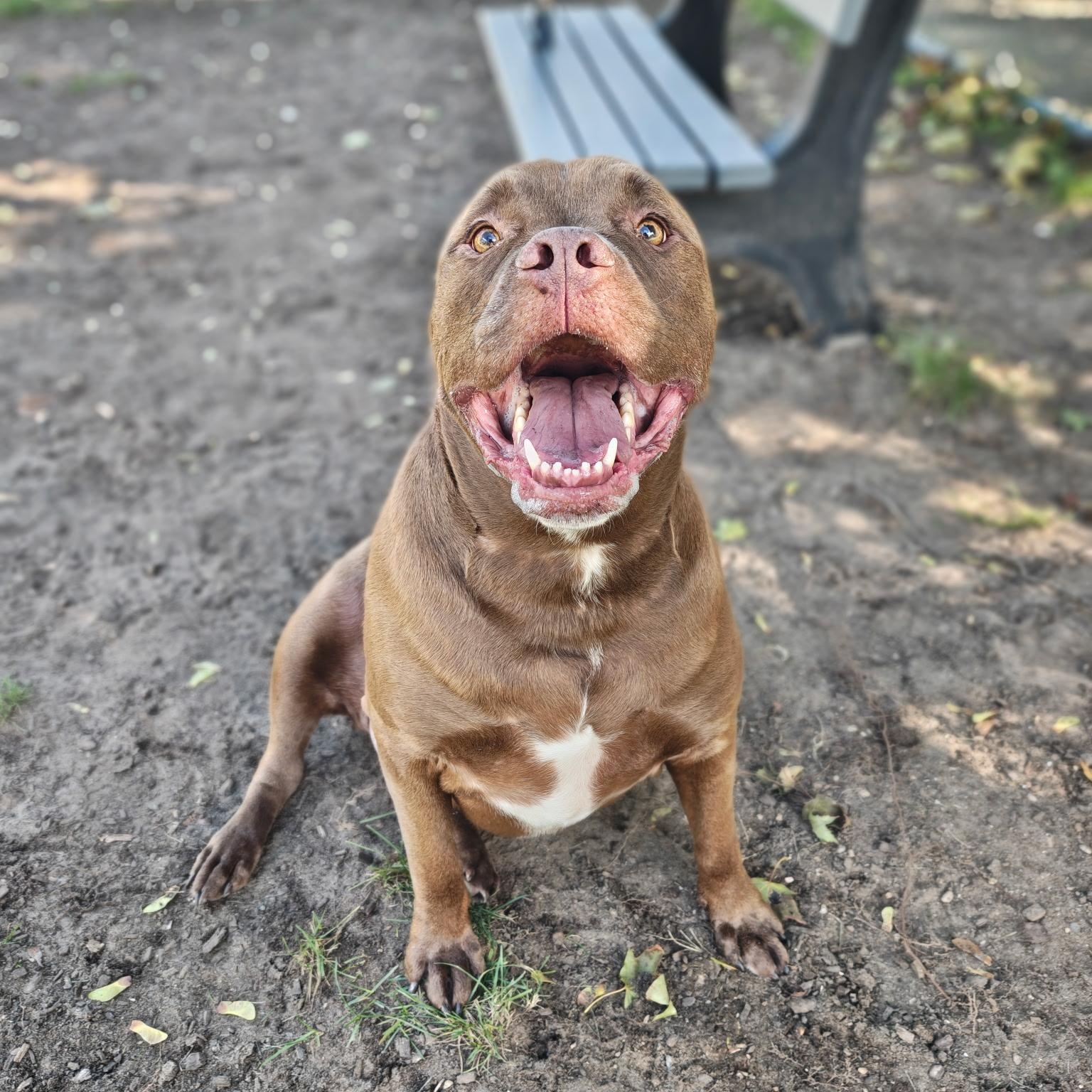 Enlarge Sumo, a Adoptable Mixed Breed in Mount Pleasant, MI image 4/5