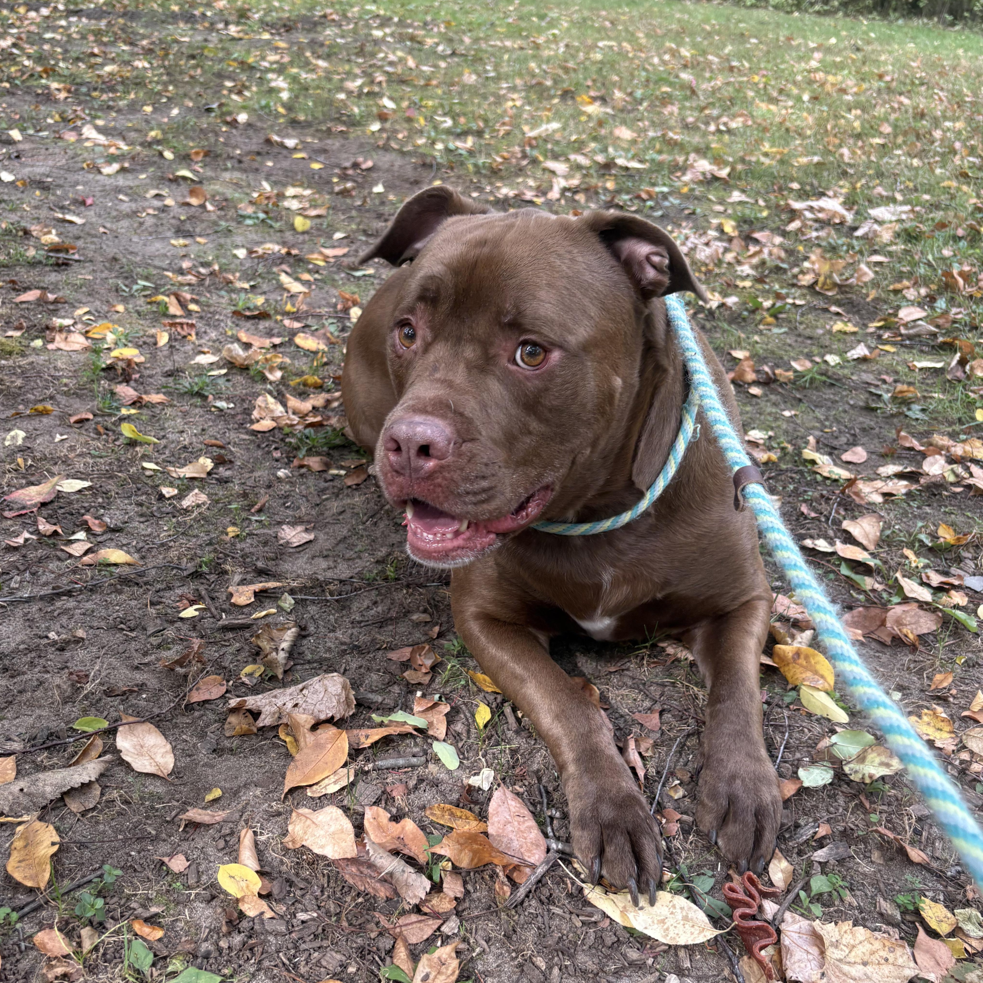 Enlarge Sumo, a Adoptable Mixed Breed in Mount Pleasant, MI image 2/5