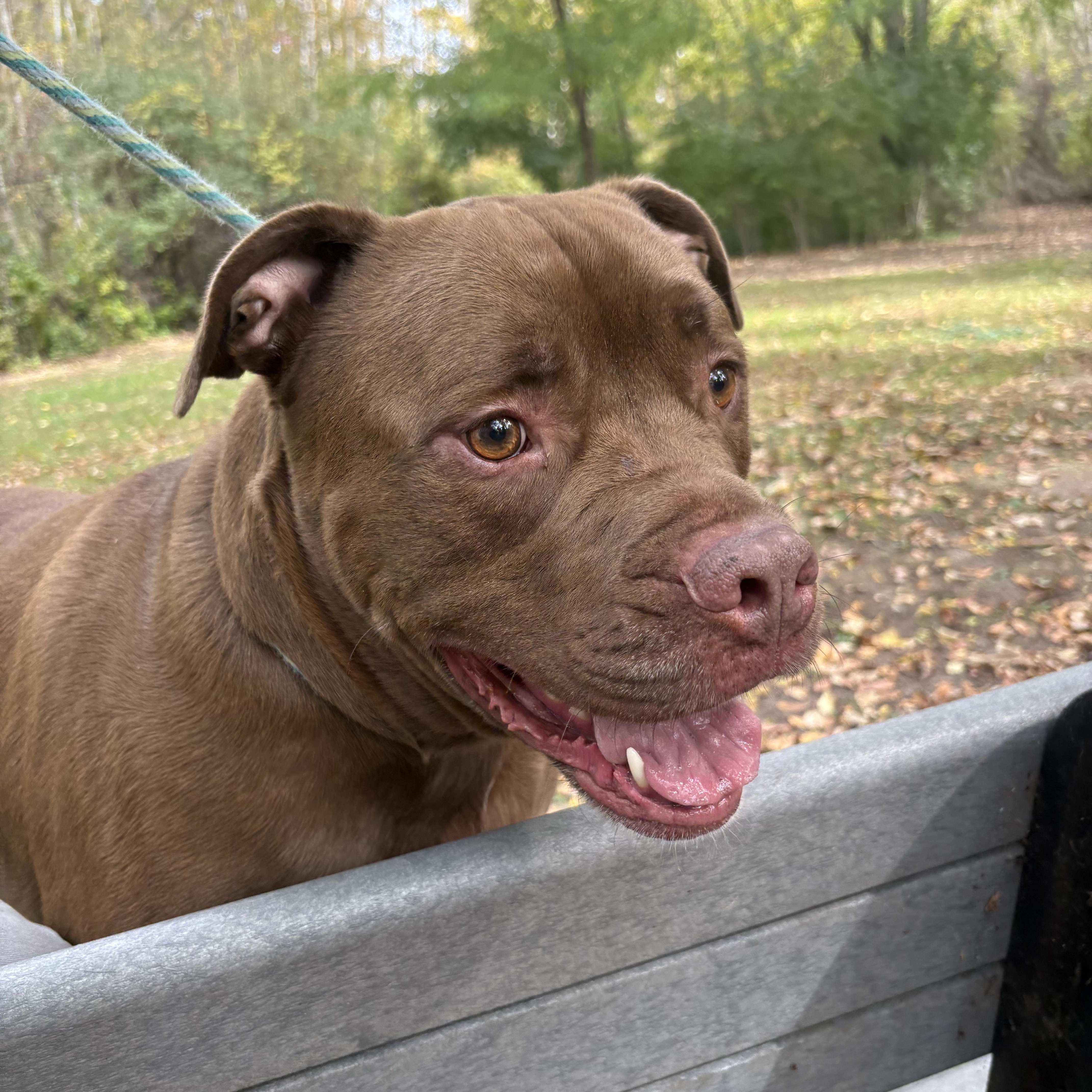 Enlarge Sumo, a Adoptable Mixed Breed in Mount Pleasant, MI image 3/5