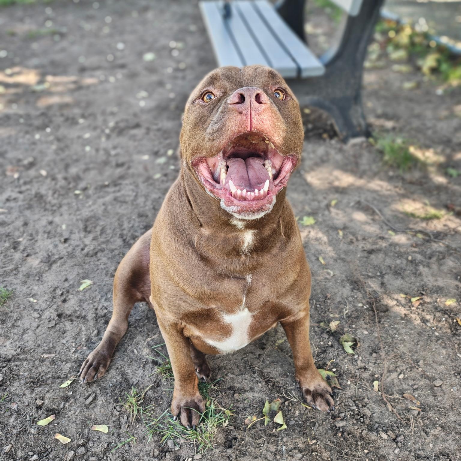 Enlarge Sumo, a Adoptable Mixed Breed in Mount Pleasant, MI image 5/5