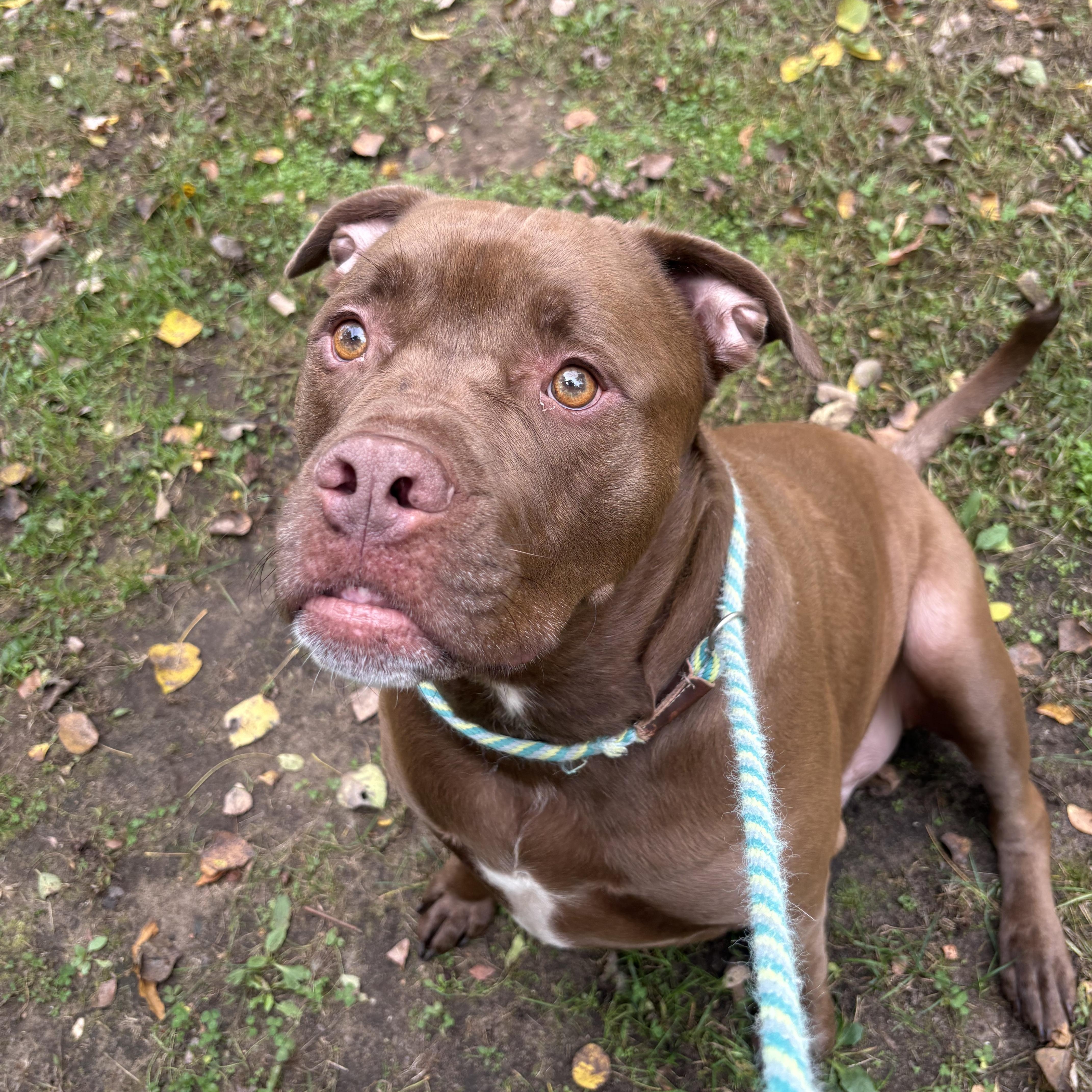 Enlarge Sumo, a Adoptable Mixed Breed in Mount Pleasant, MI image 1/5