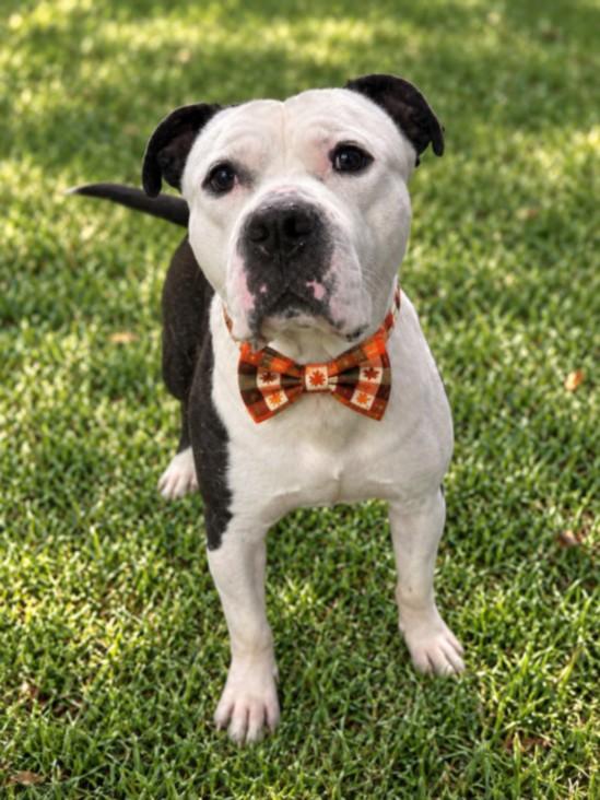 STALLONE, Adoptable, Adult Male Pit Bull Terrier.