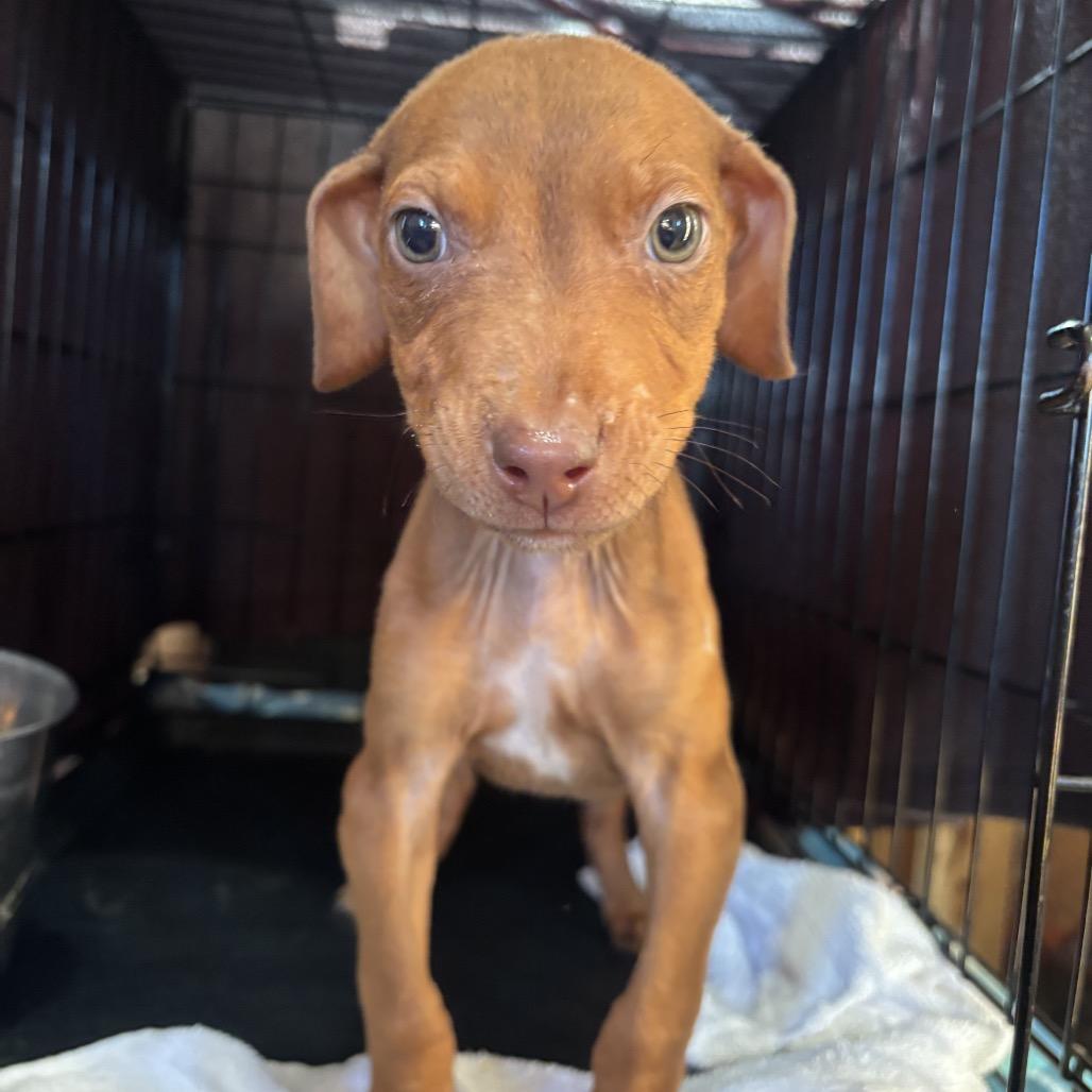 Dil, a Adoptable mixed breed in Floresville, TX image 1/6