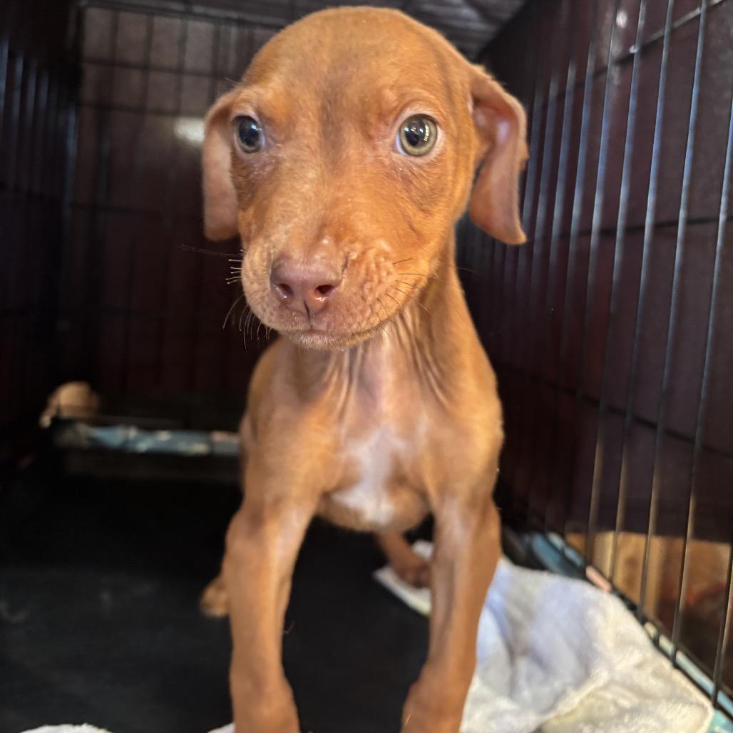 Dil, a Adoptable mixed breed in Floresville, TX image 2/6