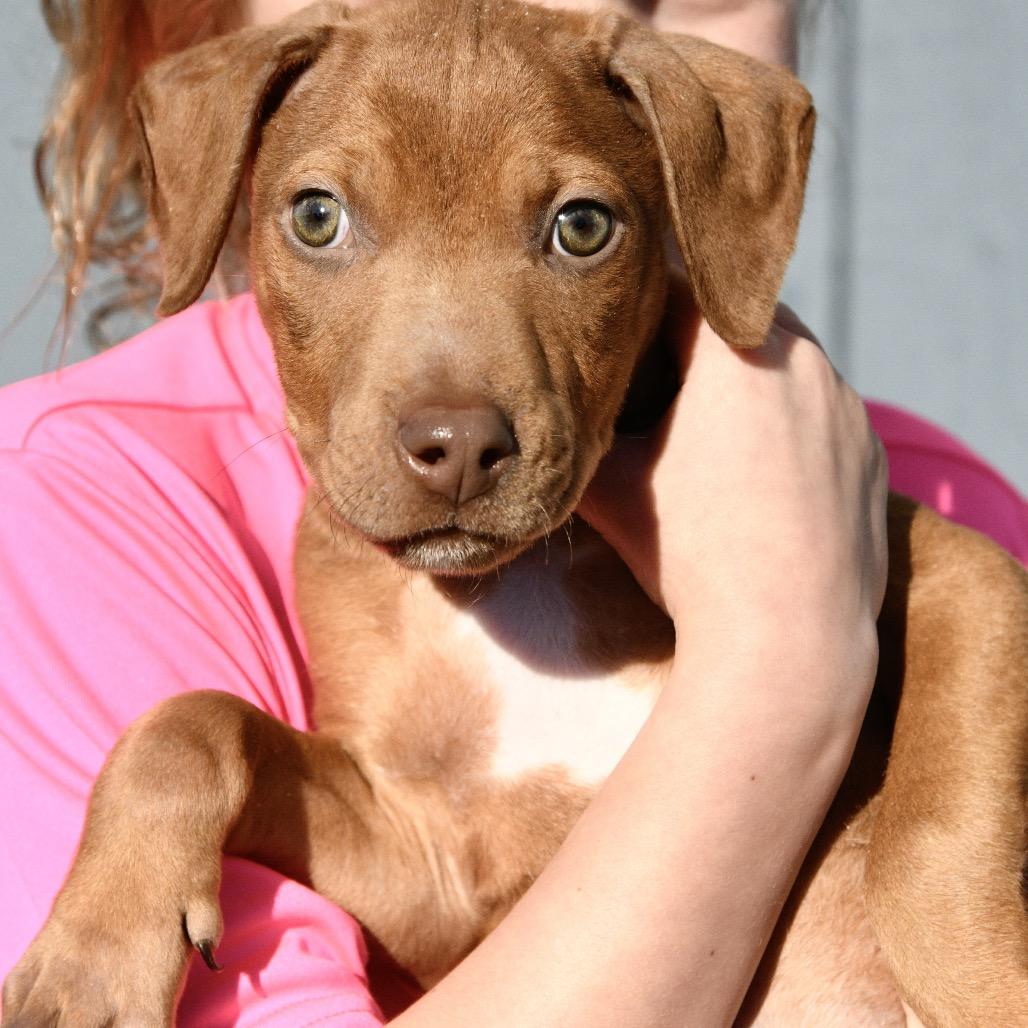 Dil, a Adoptable mixed breed in Floresville, TX image 3/6