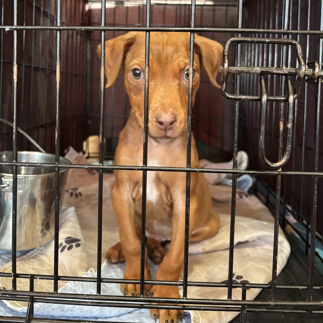 Dil, a Adoptable mixed breed in Floresville, TX image 4/6